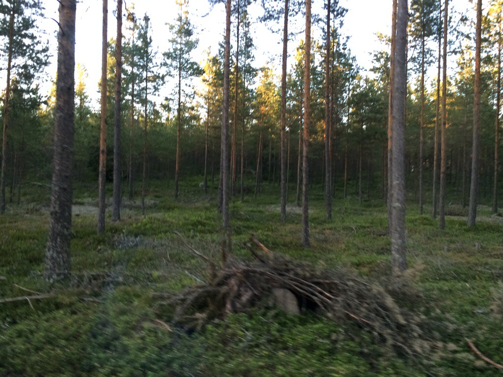 Metsä. Kuva: Tuomas Kuhalainen